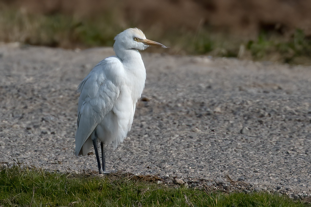 Cattle Egret — Ana fotoğraf